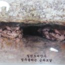 도피안사 이미지