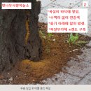 복숭아 유리나방 / 벚나무사향하늘소 비교 이미지