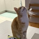 수리야 놀자 이미지