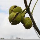 송천농장 이미지