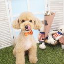 당당이 애견 이미지