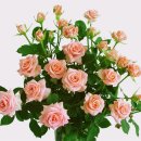 햇살이네 이미지