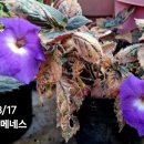 분홍공주 이미지