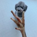 치서농장 | 강아지간식 알뜰패밀리팩