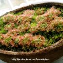 끈끈이주걱(Drosera) 이미지