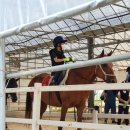 교하운정스카이승마장 이미지