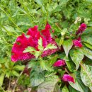 중부시장 이미지