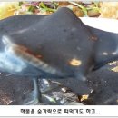 오징어먹물 이미지