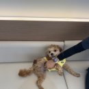 더 포레 동물병원 이미지