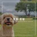 포댕 | 포항 포댕, 관리 잘된 예쁜 애견카페 추천 넓은 운동장에서 신나게 뛰어놀았어요
