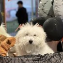 카페미밍코 | [광명] 광명 롯데몰 미밍코: 광명 애견카페 데이케어 추천