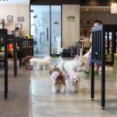 테리몽하우스 이미지