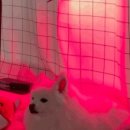 펫스니즈(주) 이미지