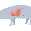돼지가 장기 위기를 해결할 것인가? 동물 대 인간 이식의 미래 이미지