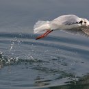 명품 갈매기 이미지