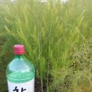 제일종묘상
