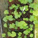 철원농장 이미지