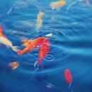 금붕어PC 이미지