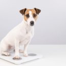 새로이동물병원 이미지