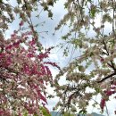 경주시건천보건지소 | 2025.4.17-4.19 경주