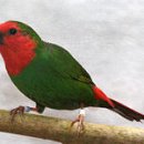 Red-headed Parrotfinch 일환조 기르기 이미지