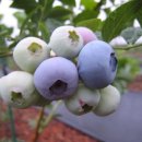 태백농원 이미지