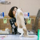 블루드라이어드 | 제 35회 TICA-KOCC 캣쇼에 다녀온 후기입니다.