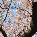 GS25 대저생태공원점 | 부산 대저생태공원 주차 꿀팁, 벚꽃 명소와 유채꽃 개화시기