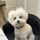 민츄츄 네이버블로그