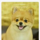 퍼피몽몽 이미지