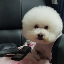 러블리숑 이미지