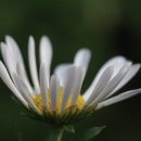 소나무둥지 이미지