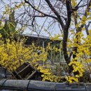 개나리꽃민박 이미지