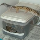 LeopardGecko - Breeding & Hatching 이미지