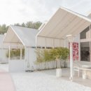 송이애견 이미지