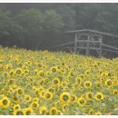 구로-공단-구로-287 | 강원도 태백 여행 여름 휴가 추천 해바라기 축제 일정 및 정보 구와우마을