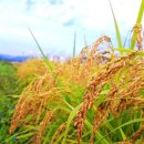 농산물유통가공사무소 이미지