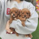 안녕강아지 | 성동구강아지분양 찾다가 드디어 정착한 후기