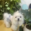 블랙노우즈