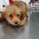 국원대로 이미지