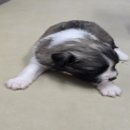 신림카정비공업사 이미지