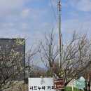 속초팔미 | 바람꽃마을대형카페 시드누아 속초점 흑임자크림라떼