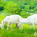 태백목장 이미지