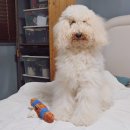 삐비고 | 강아지 장난감 추천, 멍템 대왕 삑삑이 장난감 후기