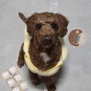 바른피드 | 내추럴피드_미니 6종, 고급피드/밥꾸, 노즈워크 등 급여🐶 기호성 합격