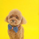 오룡애견미용 이미지