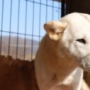 산들 강아지 이미지