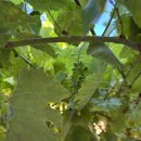 더스완 강릉점(The swan) | [퍼스 맛집] 스완 밸리 '파스타 엣 더 밸리(Pasta at the Valley)' 내돈내산 솔직 후기