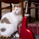 일산시티 동물의료센터 이미지