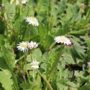 흰민들레농장 이미지